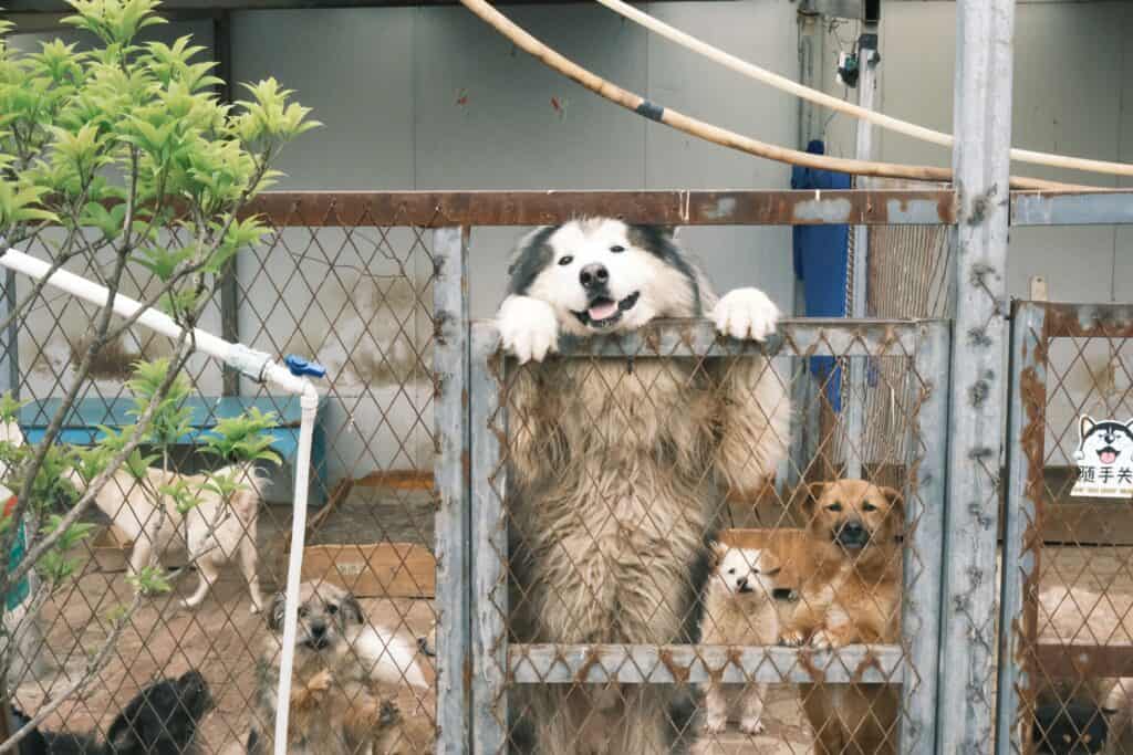 보호소 견사 안에 함께 있는 여러 마리의 유기견