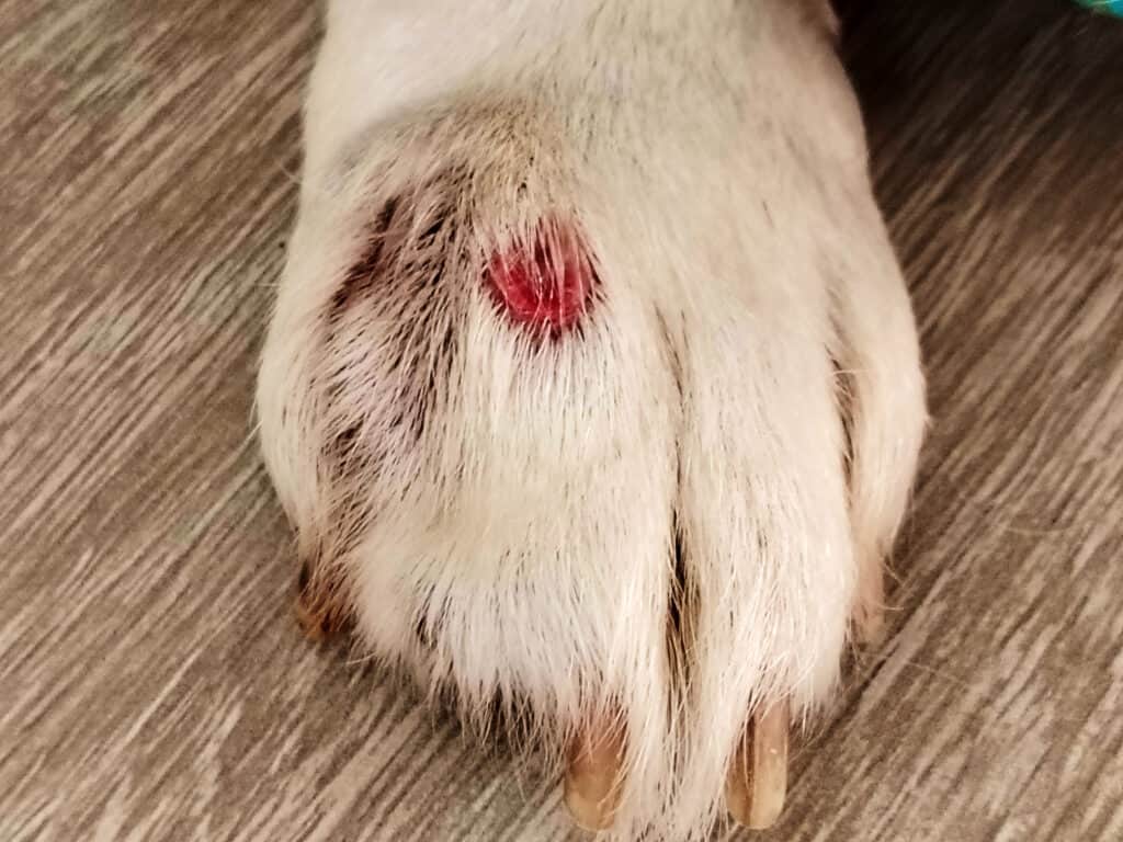강아지 다리 피부에 붉게 헐고 딱지가 앉은 링웜(곰팡이 피부병) 병변 클로즈업